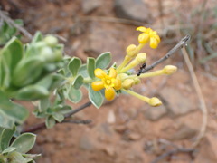 Lasiosiphon meisnerianus