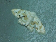 Holocryptis