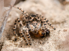 Aelurillus dubatolovi