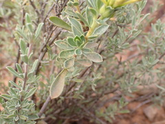 Lasiosiphon meisnerianus