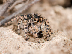 Aelurillus dubatolovi