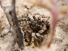 Aelurillus dubatolovi