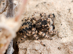 Aelurillus dubatolovi