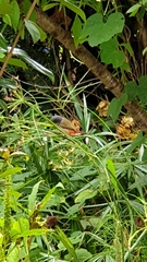 Coccopygia melanotis