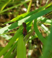 Eurydema ornata