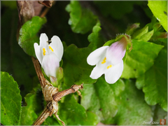 Mazus goodenifolius