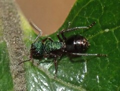Polyrhachis hookeri