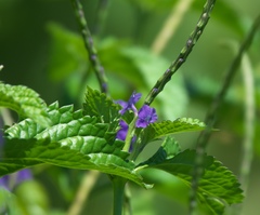 Stachytarpheta