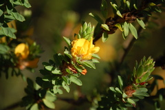 Pultenaea tuberculata