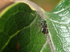 Polyrhachis hookeri