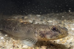 Glossogobius bellendenensis