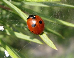 Coccinella quinquepunctata