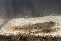 Glossogobius bellendenensis