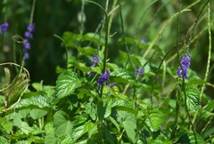 Stachytarpheta