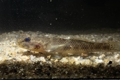 Glossogobius bellendenensis