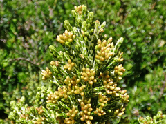 Ozothamnus cupressoides