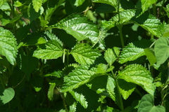 Stachytarpheta