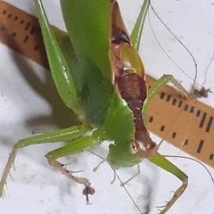 Hexacentrus