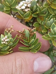 Veronica topiaria