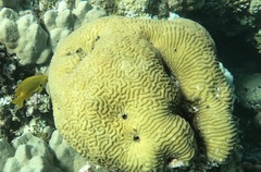 Leptoria phrygia