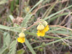 Hermannia althaeoides
