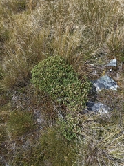 Veronica topiaria