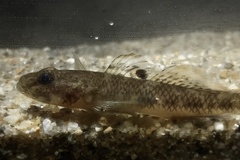Glossogobius bellendenensis