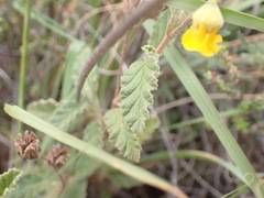 Hermannia althaeoides
