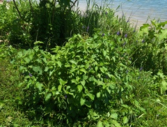 Stachytarpheta