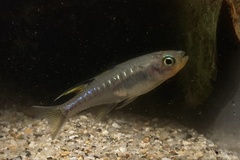 Pseudomugil signifer