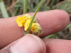 Hermannia althaeoides