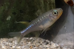 Pseudomugil signifer