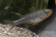 Pseudomugil signifer