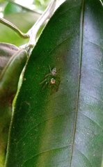 Acragas trimaculatus