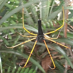 Nephila kuhli