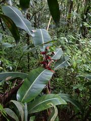 Heliconia irrasa