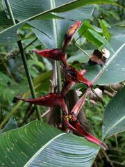 Heliconia irrasa