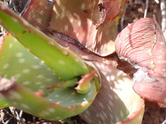 Aloe microstigma