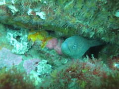 Gymnothorax mordax