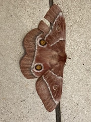 Gonimbrasia belina