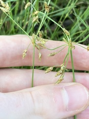 Fimbristylis dichotoma