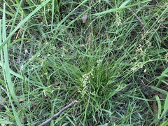 Fimbristylis dichotoma