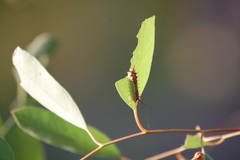 Doratifera quadriguttata