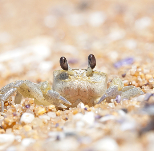 Smooth-handed Ghost Crab