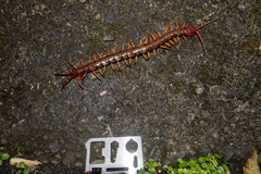 Scolopendra multidens