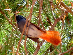 Terpsiphone viridis granti