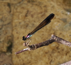 Heliocypha biseriata