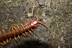 Scolopendra multidens