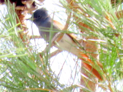 Terpsiphone viridis granti