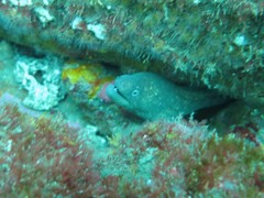 Gymnothorax mordax